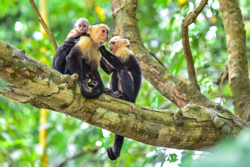 Kapucínus majmok az erőerdőben