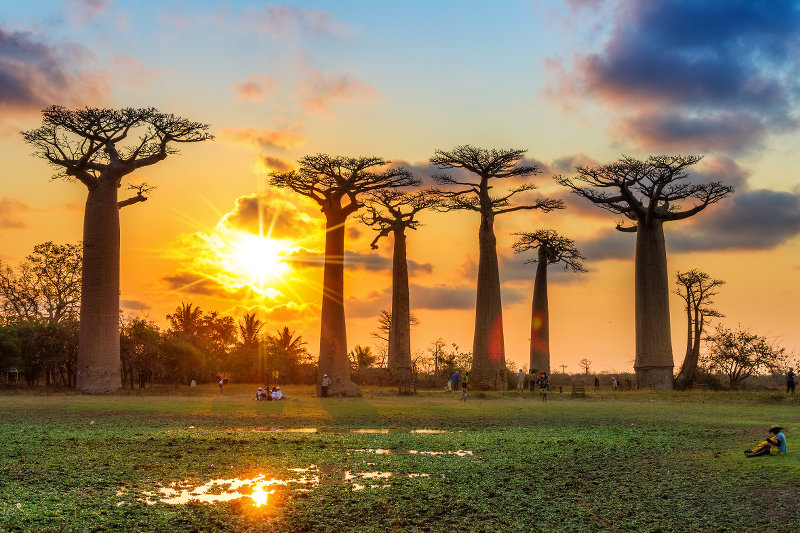 Madagaszkár, baobab fák